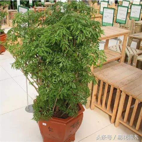 福祿桐為什麼會開花|家庭常綠觀葉植物推薦：福祿桐